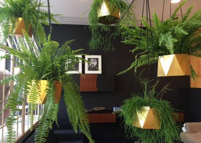 Office greenery - a feeling of well-being